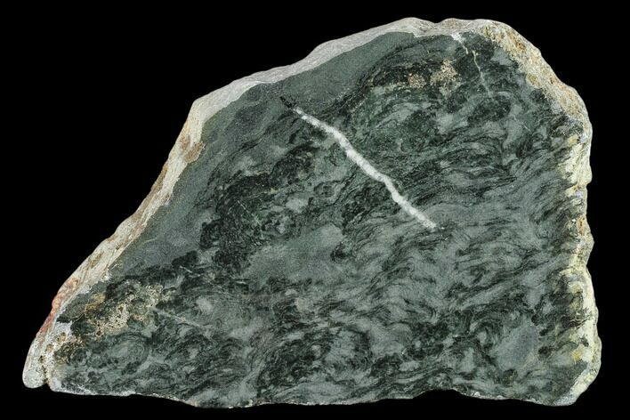 Polished Stromatolite (Alcheringa) Slab - Billion Years #132908